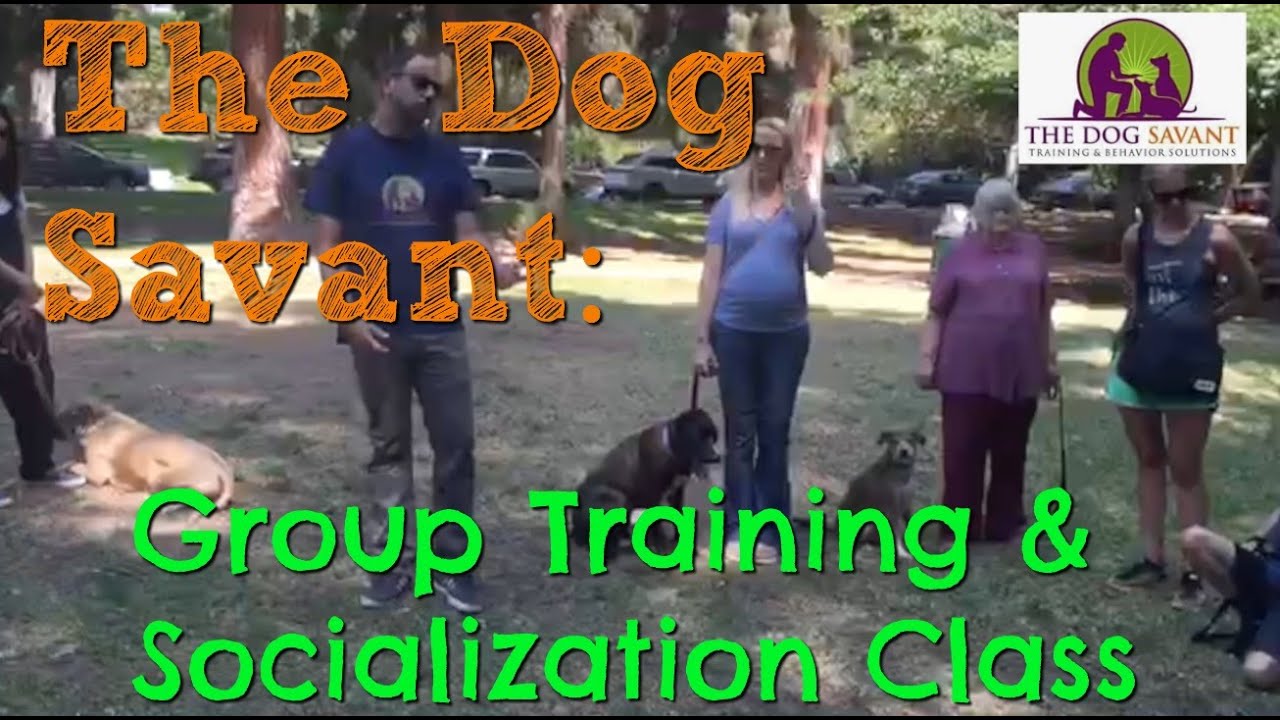 Los Angeles Group Dog Training w/ Brett Endes The Dog Savant YouTube