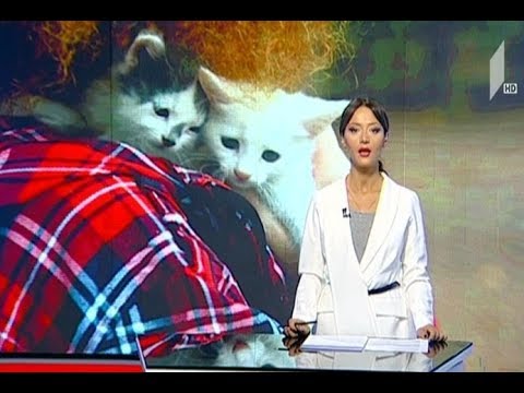 \"აამოქმედე კანონი, დაიცავი დაუცველი\" - ცხოველთა დამცველების აქცია ვაკის პარკში