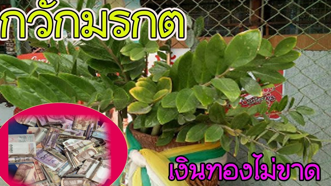 กวักมรกตต้องปลูกแบบนี้ถึงให้เงินทอง ทรัพย์ไม่ขาด l  lovely home