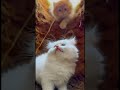 #cat #cute