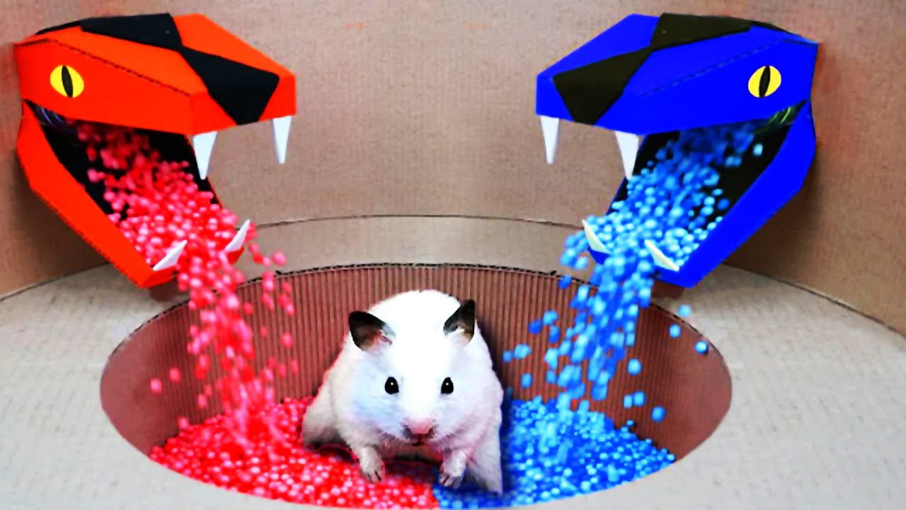 The Challenges Of Best Hamster YouTube