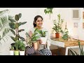 5 Air Purifying Indoor Plants for Styling Your Home|  स्टाइलिश हवा शुद्ध करने वाले पौधे