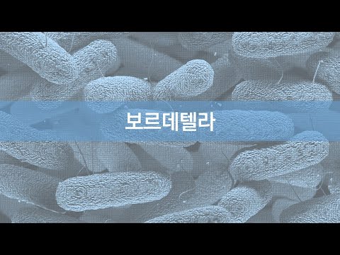 제32장 보르데텔라20200915