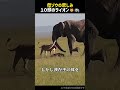 【我が子をライオンに奪われた母ゾウの絶望と衝撃の反転】