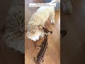 Alone and Afraid, Fawn Trapped in the Woods Gets a Second Chance #deer #babydeer #animals