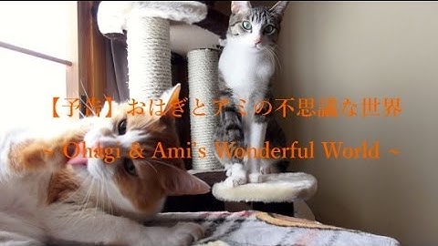 【映画予告】おはぎとアミの不思議な世界 - Ohagi & Ami's Wonderful World -