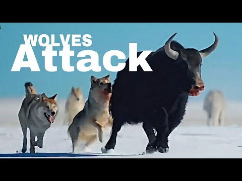 گرگ های خاکستری مستند قاتلین استثنایی پارت دوم 