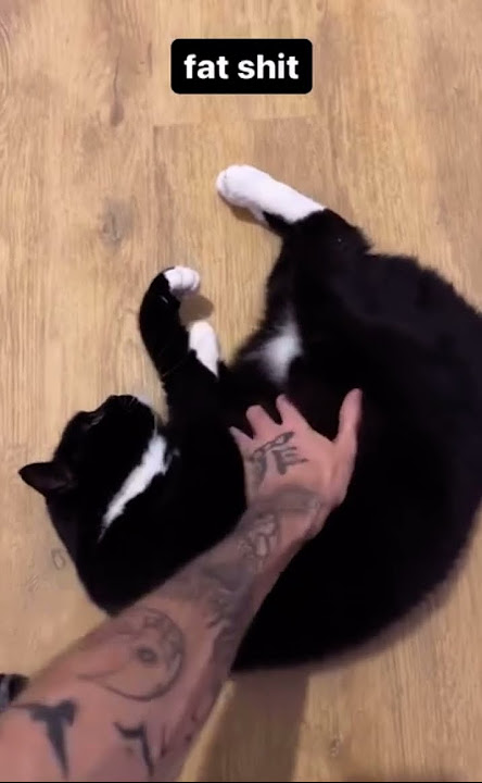 simba posting V6 #balarke #cat bawaknies cat. Drake/Billie ellish from the boyband bts
