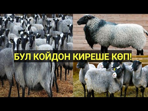 Video: Кой породасы прекос: сүрөттөлүшү, мүнөздөмөлөрү, асылдандыруу жана өзгөчөлүктөрү