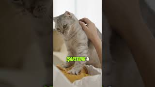 Kediler Neden Sahiplerinin Üzerine Yatar?