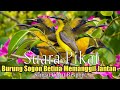 Suara Pikat Burung SOGON BETINA. Memanggil Jantan. Sangat Cepat Respon..