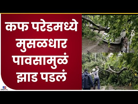Mumbai Cuf Parade Tree Collaps| कफ परेड भागात मुसळधार पावसामुळे भलं मोठं झाड पडलं- tv9