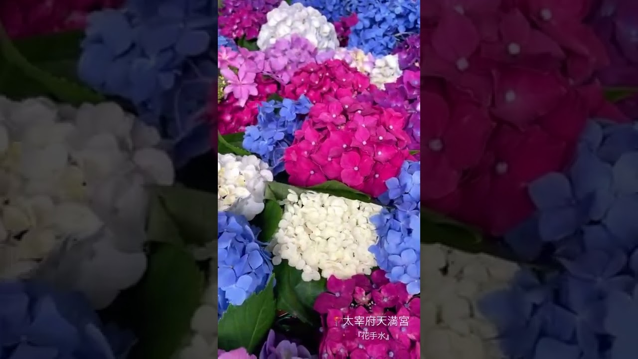 福岡 太宰府天満宮 花手水 福岡県 太宰府天満宮 花手水 旅行 紫陽花 あじさい Youtube