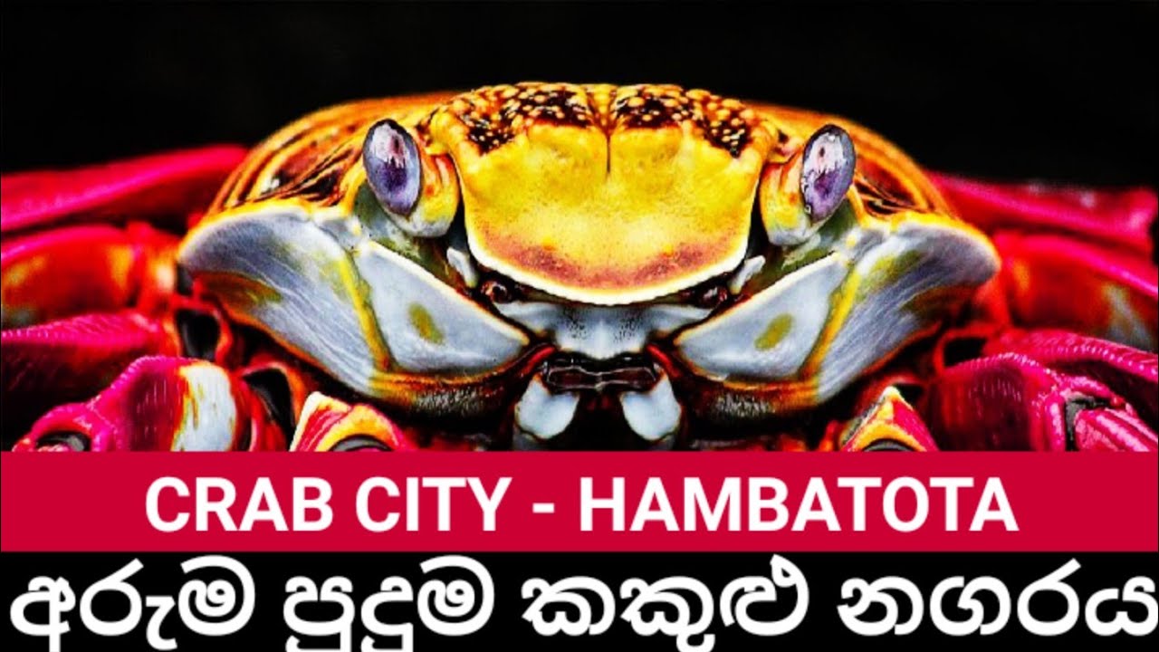 අරුම පුදුම කකුළු නගරය CRAB CITY HAMBATOTA.කකුළු වගාව.මඩ කකුළු වගාව