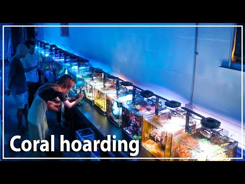 The craziest private coral collection Iv ever seen....