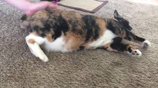 Cat Spankings 10/08/17