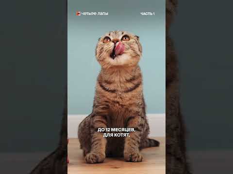 Как правильно подобрать корм для кота? 🐈 Поделитесь, каким кормом вы кормите своего питомца? #кот