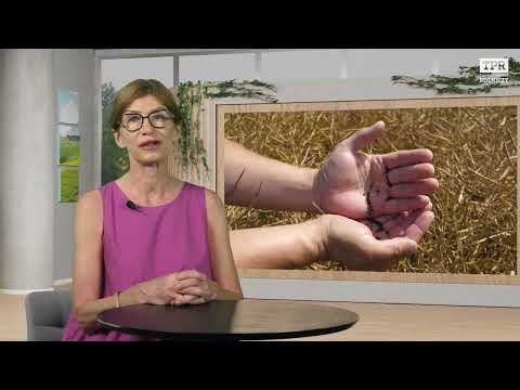 Ceny pszenicy w górę, bydło może tanieć. A co ze świniami i nawozami? [RAPORT 26.06]