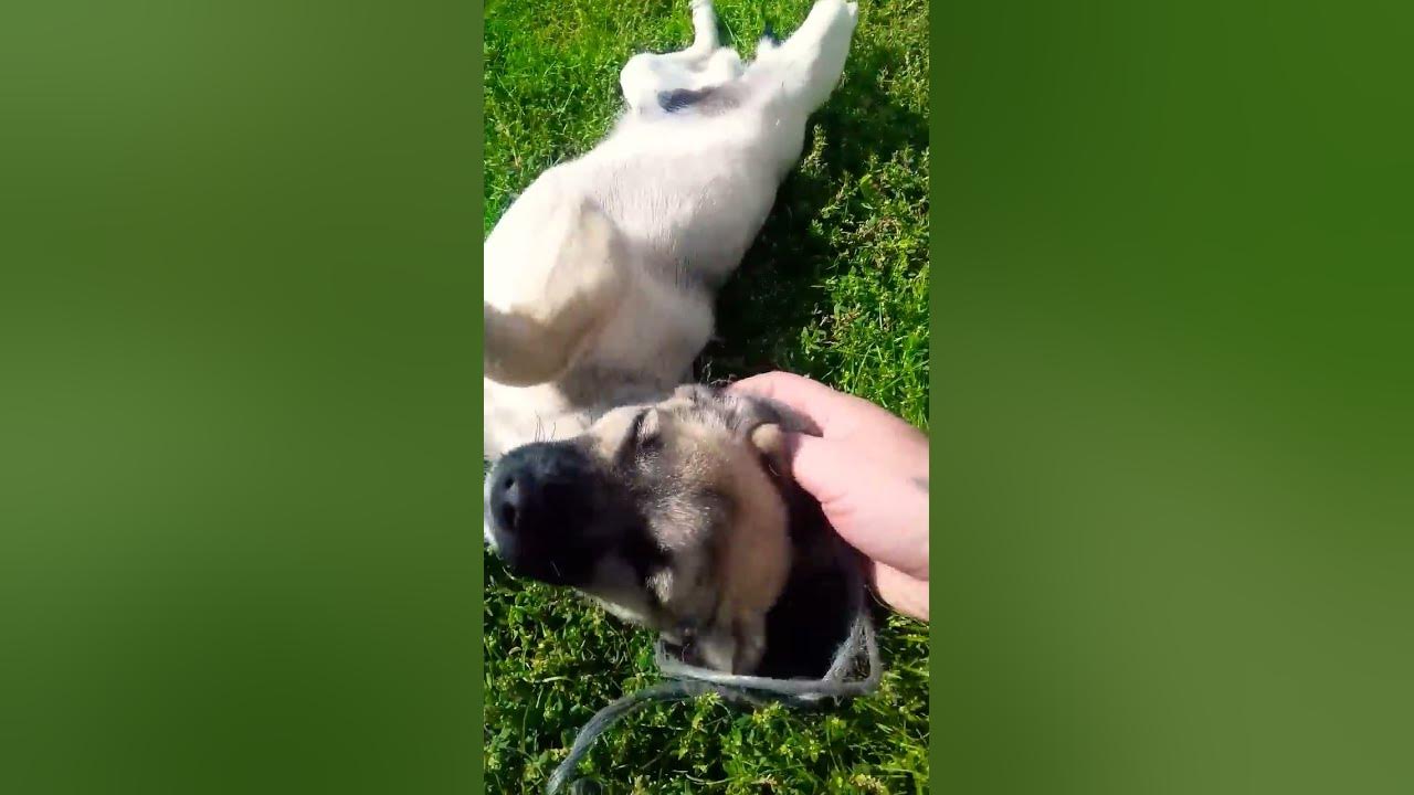СПАС ЩЕНКА 🐶. ПОМОГ СОБАКЕ У КОТОРОЙ НА ШЕЕ БЫЛИ ВЕРЁВКИ НАМОТАНЫ 🐕 ...