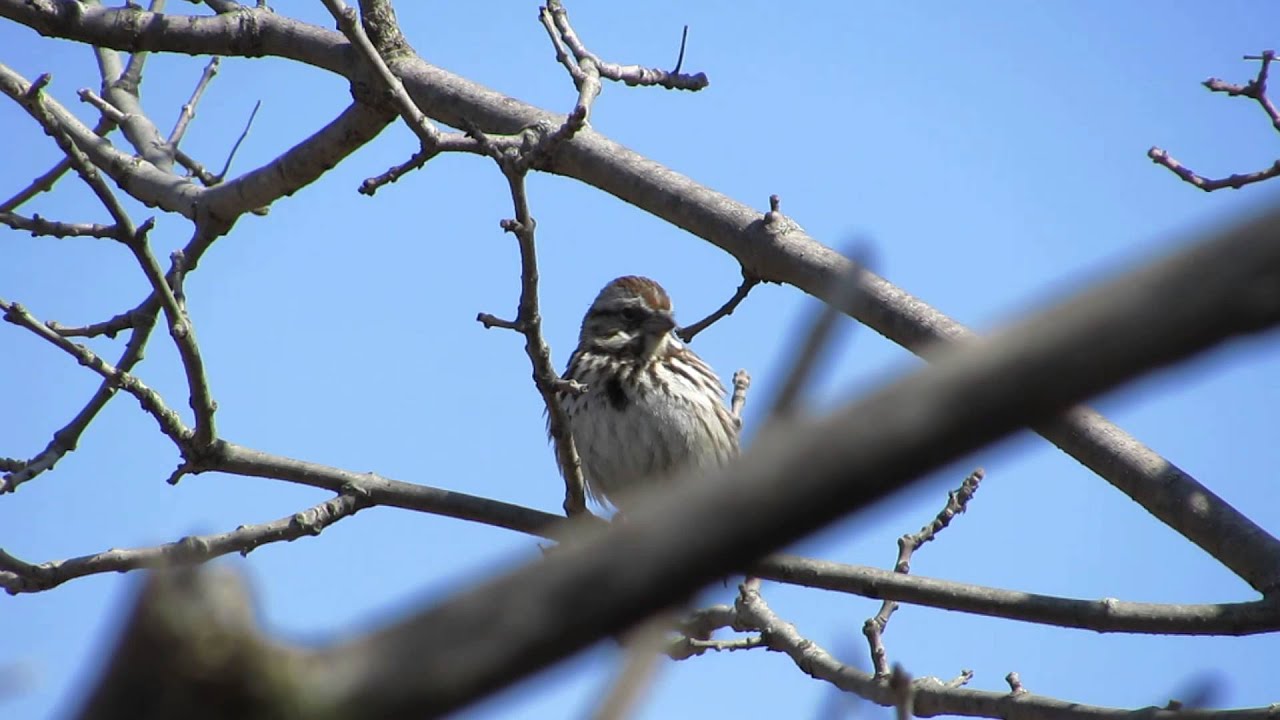 Song Sparrow Calls 