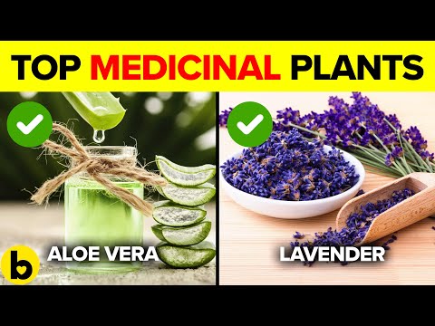 12 Most Powerful Medicinal Plants With Science Backed Health Benefits