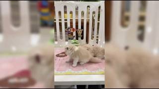 Adorable Kittens Playtime! Fluffy Friends in the Cat Market