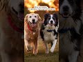 O Amor Mais Fofo Entre Dois Cães ❤️🐶 #shorts #amor #dog