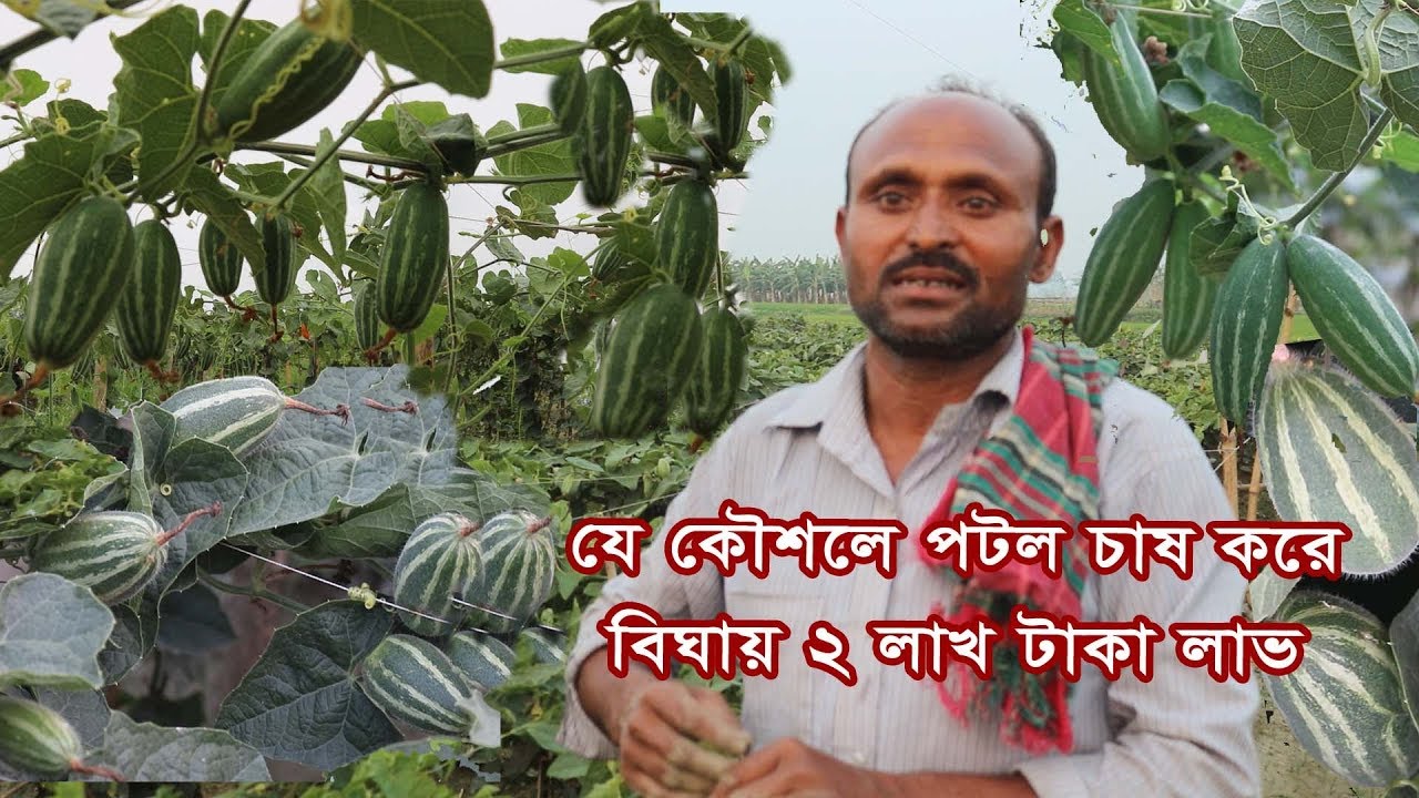 যেভাবে পটল চাষ করে বিঘায় ২ লাখ টাকা লাভ করেছেন- আনোয়ার, Parble Cultivation