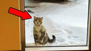 Замерзающая кошка ПРОСИЛАСЬ в дом, он ВПУСТИЛ её, НЕ ПОДОЗРЕВАЯ о последствиях!