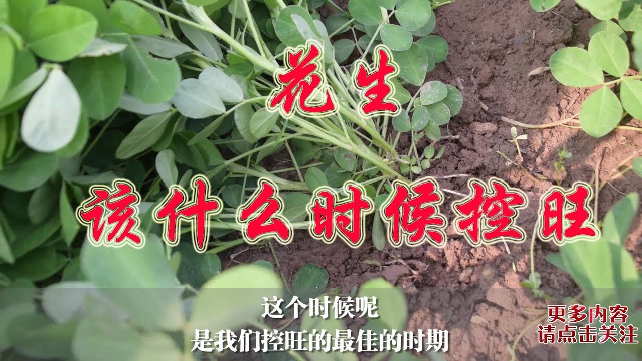 这块花生该不该控旺 从株高从果针来分辨 手把手教农户 付老师种植技术团队 Youtube