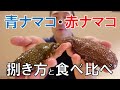 青ナマコ・赤ナマコ捌き方＆食べ比べ