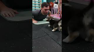 FUNNY ANIMALS | PUPPIES Interrupting YOGA | Cute puppy yoga | Funny dog videos
