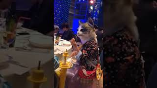 Кошка Кушает В Ресторане