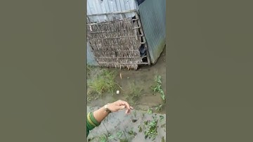 câu cá rô đồng #shorts