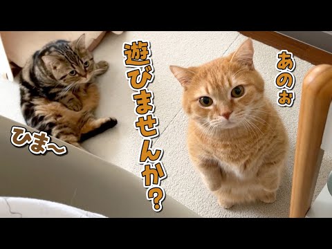 暇そうな飼い主に遊んでほしくて立ち上がっちゃうマンチカンが可愛い！