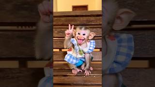 Gülen Maymun #monkey🎉🤪🤪🎉#monkeys#kedi#müzik#tiktok #dans #şarkı #catlovers #cute #petsrule#funny