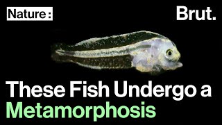 These Fish Undergo a Complete Metamorphosis