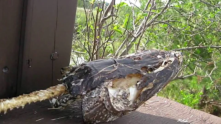 BWCAW Island RIver 2010