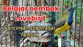 SOGON NEMBAK LOVEBIRD !! belajar bawa isian #sogon #sogongacor #masteran sogon