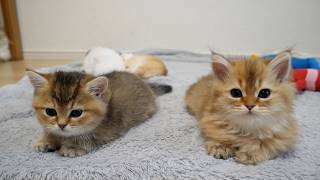 Download Lagu Cute kittens with synchronized movements... MP3 Download Lagu Cute kittens with synchronized movements... MP3