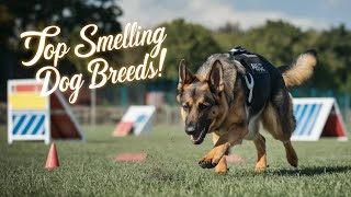 Dog Breeds with the Strongest Sense of Smell | Dog Training | Dog Lovers | Police Dogs | Pet Care