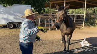 Ground Communication to your Mule