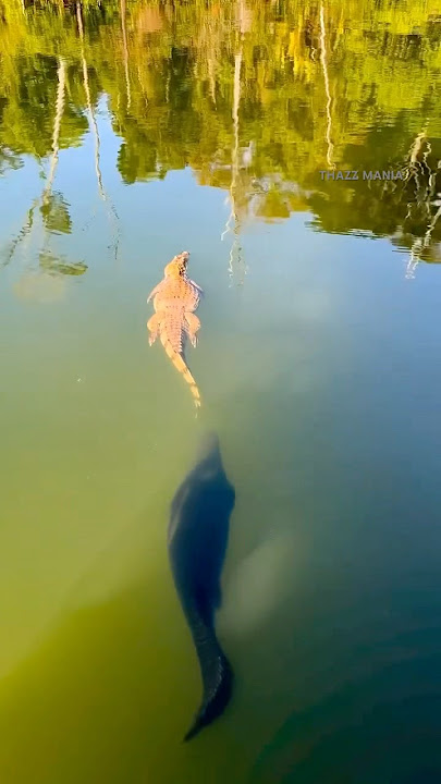 Look at the size of the #arapaima is bigger than #alligator 😱 #arapaimafish #monster #fish #shorts