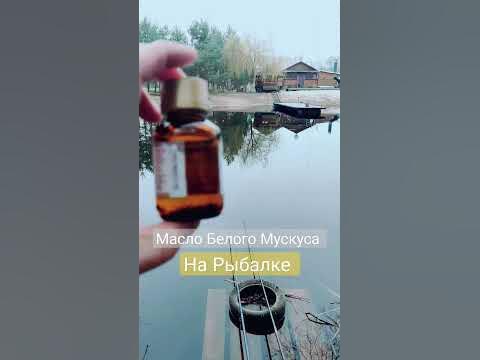 НЕ #КЛЮЁТ? #Масло Белого #Мускуса сделает вашу рыбалку 🐟 Максимально ...