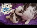 La siesta de Bunny... con Molly