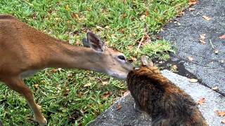 Cat Takes a Lickin From a Deer