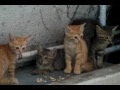 子猫に威嚇される犬