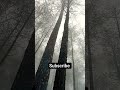 Connected to nature #starboy0200 #shorts #jungle #nature #trees #arijitsingh #music #song #2025 #yt