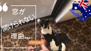 【オーストラリア】窓が開けられない理由は？可愛い子犬達のアノ時間なのに！ by Terrierz life 22 views 1 year ago 1 minute, 31 seconds