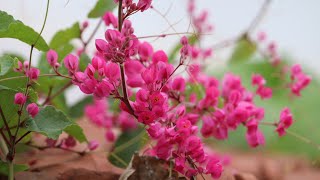 सर्दियों में ढेर सारे फूल पाने के लिए लगाए ये बेल ||Coral vine||Mexican creeper